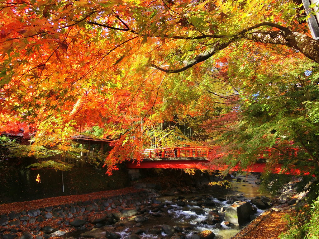 修善寺川にかかる赤い橋と紅葉並木