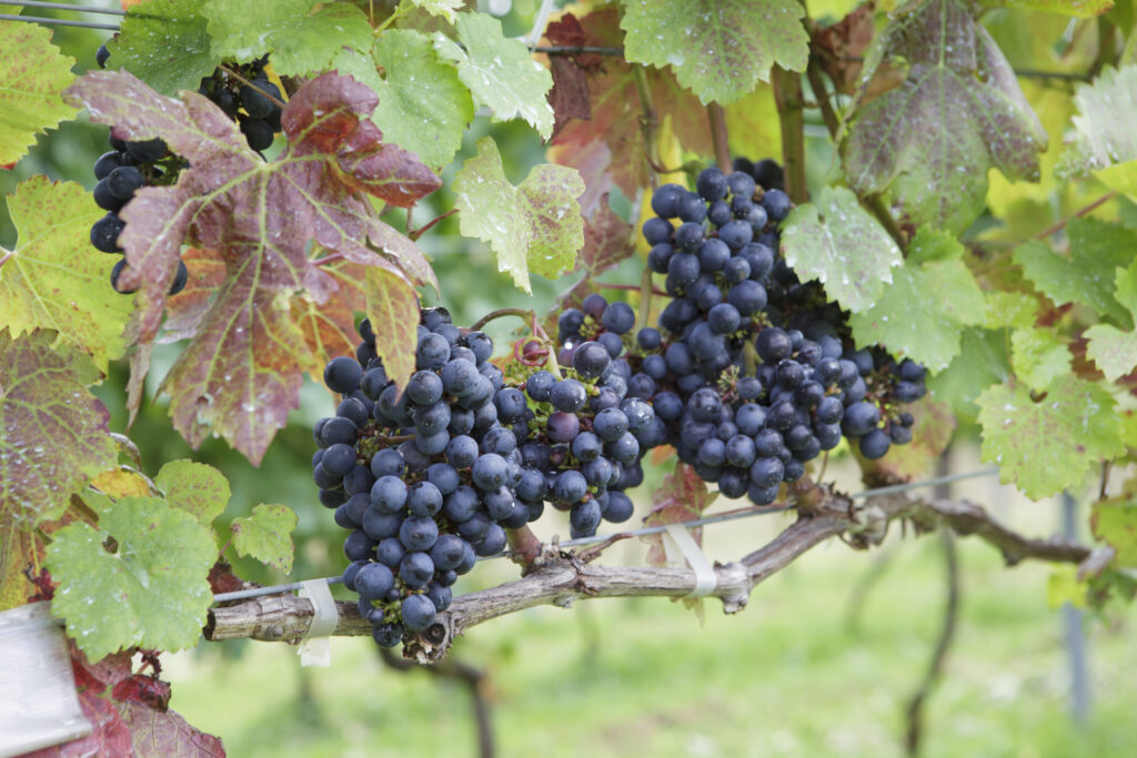 ワイン用の畑になっている青いブドウ、緑の葉と蔓